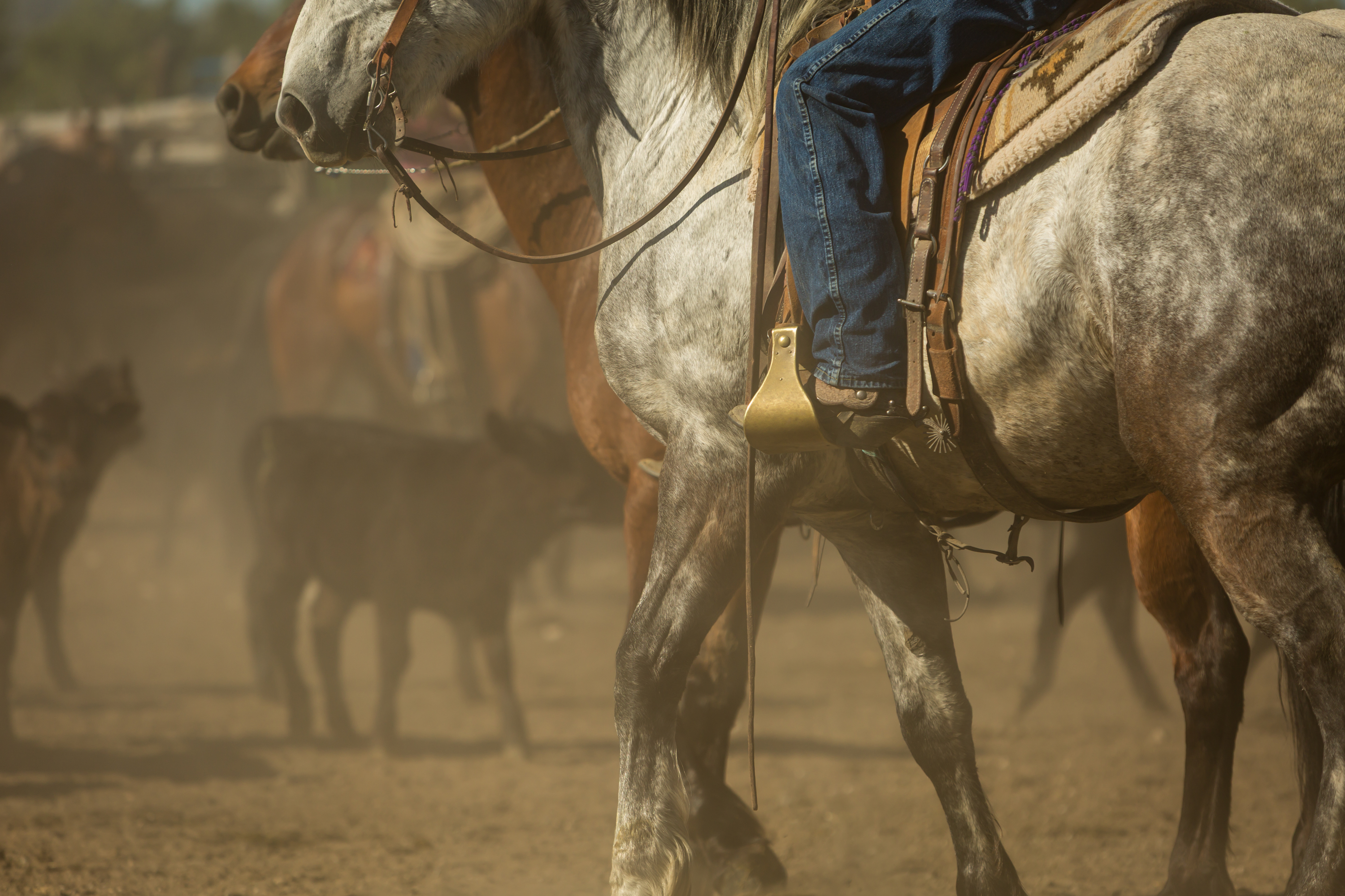 A rider on a dapple grey, working cattle in dust and golden light.
